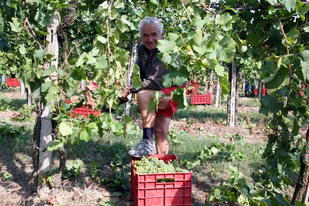 Verona proclamata da Oiv “Città internazionale della vite e del vino”