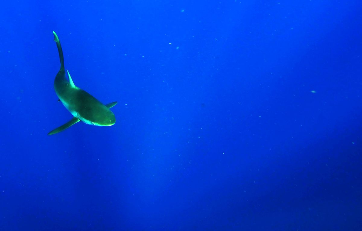 Due turisti italiani attaccati da squalo nel Mar Rosso, uno è morto