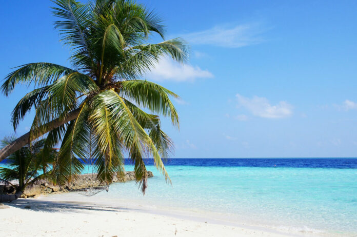 spiaggia delle Maldive con palma