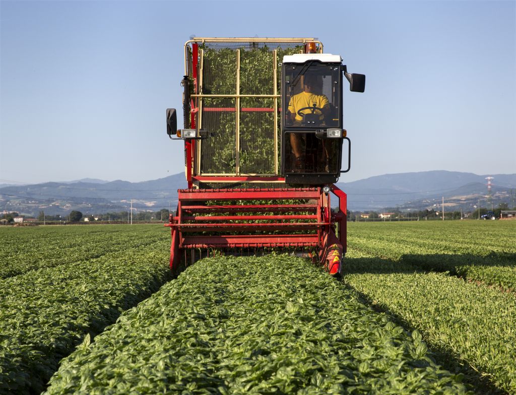 Nasce il programma di formazione Barilla “L’accademia del Basilico”